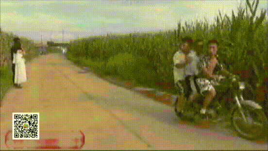 网红 开摩托 跑偏了 进玉米地了 摔倒 跑偏了。好尴尬。