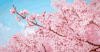 日本樱花 动漫 花瓣 飘落 粉色