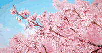 日本樱花 动漫 花瓣 飘落 粉色