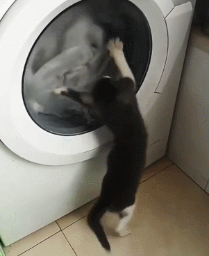 滚筒洗衣机 站起来 猫咪 黑色的毛