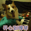 柯基 狗 汪星人 开心到弹琴 happy