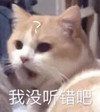 萌宠 猫星人 我没听错吧 我的天呐 搞怪 呆萌