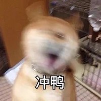 萌宠 汪星人 冲鸭 加油 呆萌 可爱