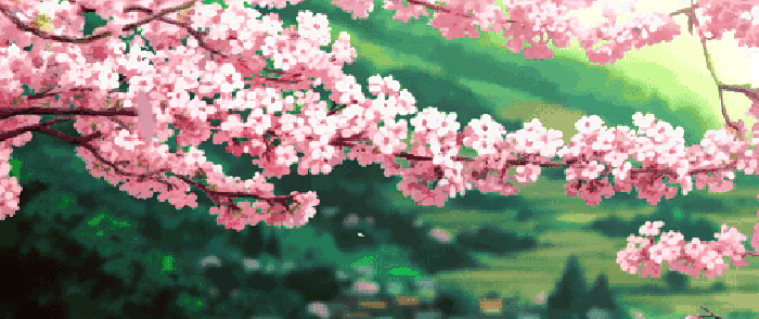 樱花 落叶 美景 二次元