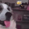 萌宠 狗狗 吐舌头 你妈是条狗