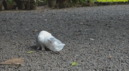 猫 塑料袋 狗