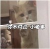 萌宠 喵星人 你不对劲小老弟 你咋了 搞怪 逗