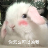 萌宠 兔子 你怎么可以凶我 难受 呆萌 可爱