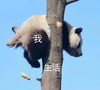 萌宠 熊猫 生活对我 卑微 呆萌 可爱