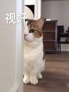 萌宠 猫星人 监视 偷看 呆萌 可爱