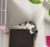 猫咪 玩耍 危险 可爱