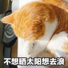 萌宠 喵星人 不想晒太阳 想出去浪 搞怪 逗