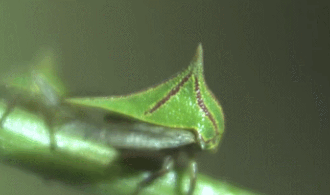 刺角蝉 模仿大师：哥斯达黎加昆虫 纪录片 起飞