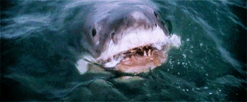 去死吧 恐怖 鲨鱼 张嘴 牙