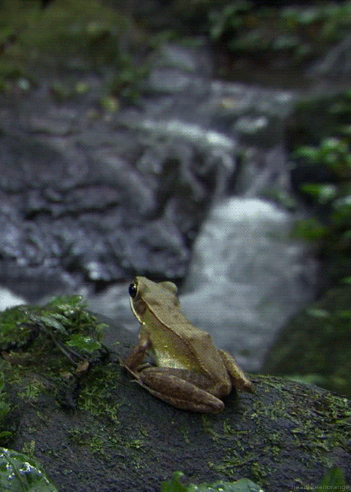 流水 青蛙 自然 小溪
