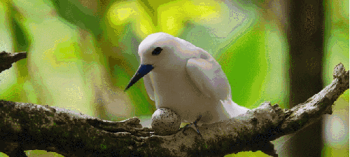 地球脉动 孵蛋 小心 纪录片 鸟