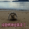 快跑啊神经病来了