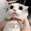 萌宠 猫星人 不敢了啦 怂 呆萌 可爱