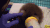 水獭 幼崽 喂奶 萌 otter