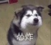 萌宠 汪星人 怂炸 不敢说话 呆萌 可爱