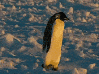 企鹅 憨态 走路 可爱