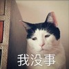 萌宠 猫星人 我没事 我很好 呆萌 可爱
