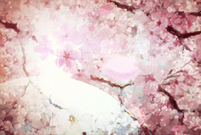 樱树 花瓣