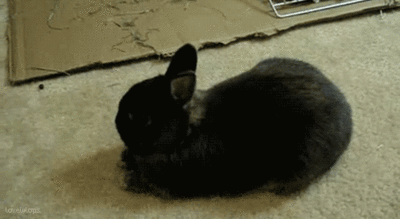 动物 小黑兔 萌宠 搞笑 可爱