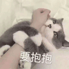 萌宠 猫星人 要抱抱 撒娇 呆萌 可爱
