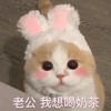 萌宠 猫星人 我想喝奶茶 眼巴巴 呆萌 可爱