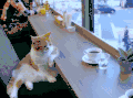 小猫 眺望 可爱 萌萌哒