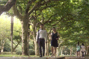 情侣 散步 绿荫小路 大树
