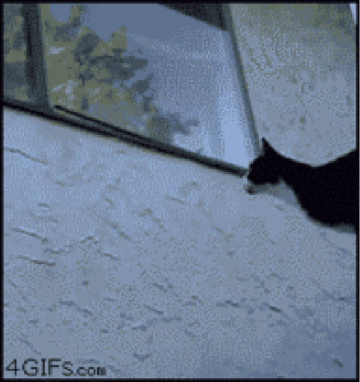 猫咪 爬窗户 跳跃 好玩