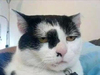 猫咪 可爱 不开心 难受