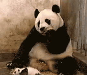 大熊猫 国宝 可爱 母子
