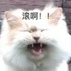 萌宠 猫星人 滚啊 生气 呆萌 可爱