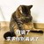 猫咪 地板 捂眼睛 求求你别再说了