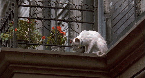 可爱 猫 胆小 萌宠 阳台 向下张望