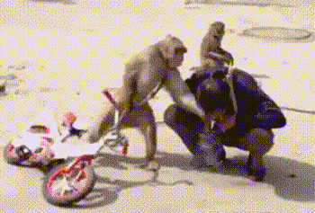 小猴 自行车 图片 动态