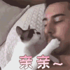 萌宠 猫 猫咪 喵星人 亲亲 撩 soogif soogif出品