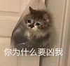 萌宠 猫星人 你为什么要凶我 不开心 搞怪 逗