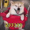 开心 柯基 233333