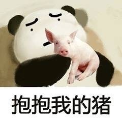 熊猫gif可爱gif搞笑gif抱抱我的猪gif