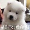 萌宠 汪星人 装作不知道的样子 假装 呆萌 可爱