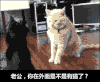 猫咪 闭眼 打斗 搞笑