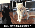 猫咪 闭眼 打斗 搞笑