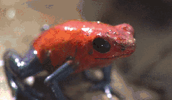 模仿大师：哥斯达黎加昆虫 纪录片 螵蛙 两栖类动物