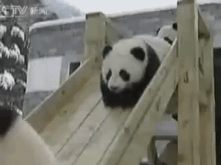 熊猫 国宝 萌萌哒 玩滑梯