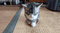 动物 可爱 困了 猫咪