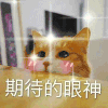 萌宠 猫星人 期待的眼神 害羞 呆萌 可爱